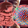hepatit c